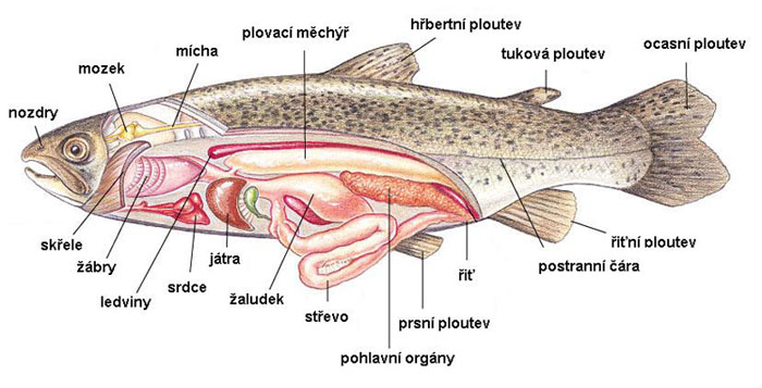 Vnitřní anatomie ryby - obr2